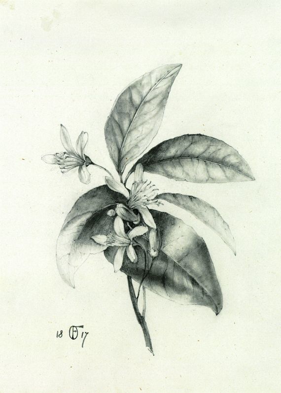 Friedrich Olivier - Obstbaumzweig mit Blüten