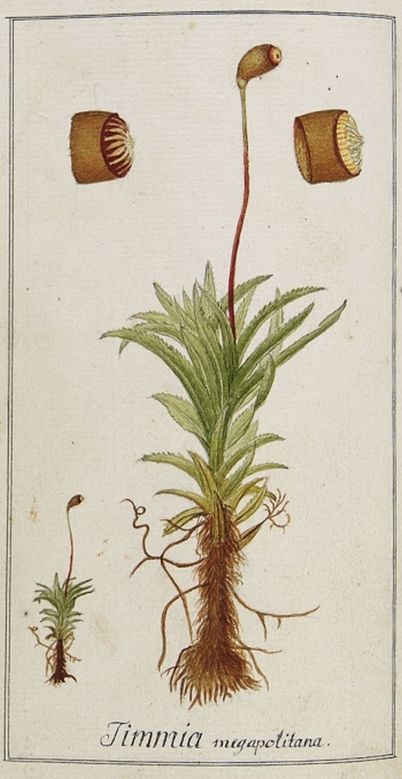 J. Chr. Timm - Florale Megapolitanae. 1788