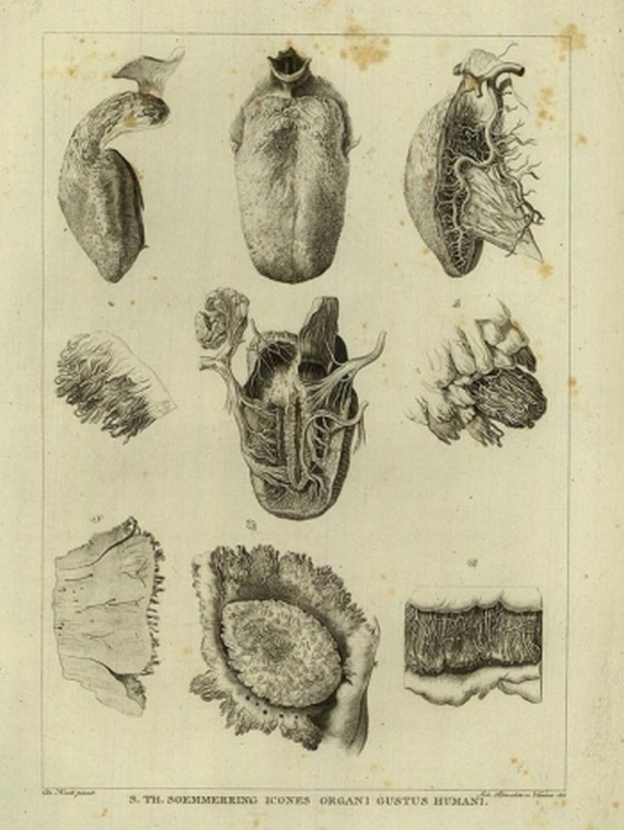 S. Th. Soemmerring - Abbildungen der menschl. Organe. 1806