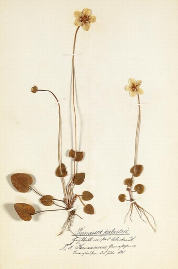 A. Seyler - Herbarium. 1883-1904