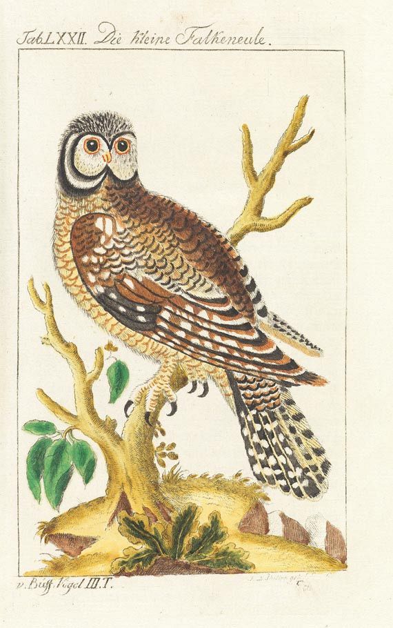 Georges Louis Leclerc comte de Buffon - Naturgeschichte. 34 Teile in 31 Bdn., 1772-1808. - Autre image