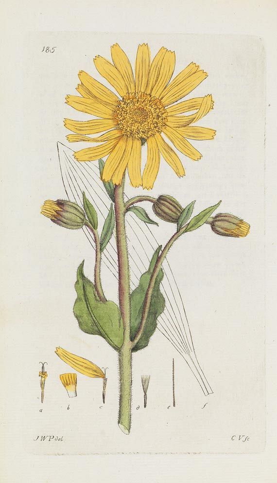 Johann Wilhelm Palmstruch - Svensk Botanik. 10 Bde. (von 11), 1802 - Autre image