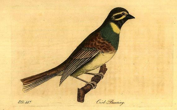 George Montagu - Ornithological Dictionary, 3 Bde., 1802