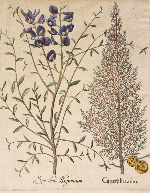  Blumen und Pflanzen - Spartium Hispanicum.