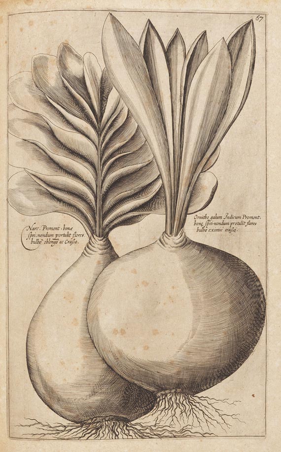 Emanuel Sweertius - Florilegium. 1612 - Autre image