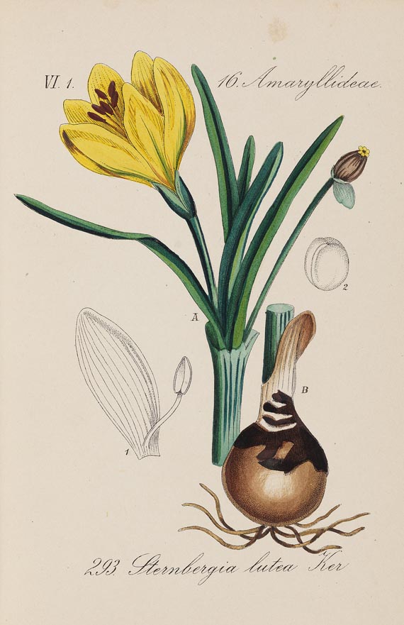 Diedrich Franz Leonhard von Schlechtendal - Flora von Deuschland. 1880-1808. 30 Bde. und Register - Autre image