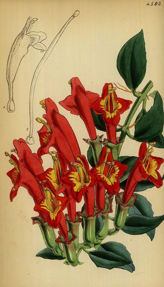 William Curtis - Botanical magazine. Vol. V. 1849