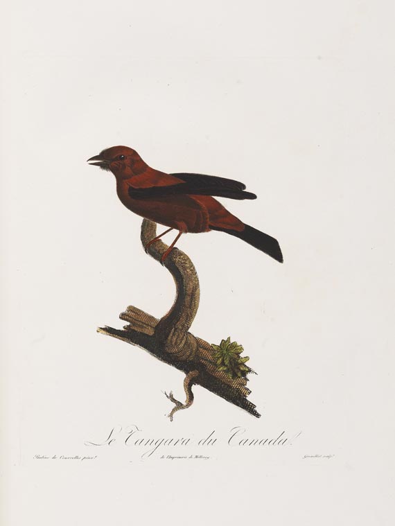 Anselme-Gaetan Desmarest - Histoire naturelle des Tangaras, des Manakins et des Todiers. 1805-07. - Autre image