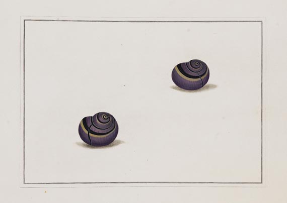 Thomas Martyn - Original watercolours for shells. Um 1784. - Autre image