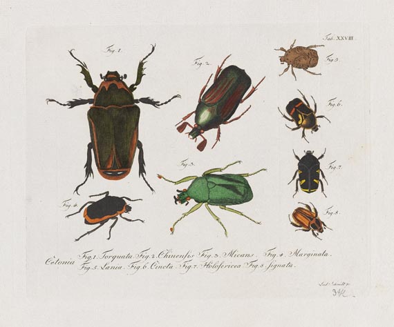 Carl Gustav Jablonsky - Natursystem. Die Käfer. 10 Hefte mit 195 Tafeln. 1785-1806. - Autre image