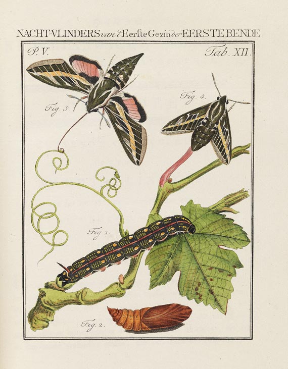 Jan Christiaan Sepp - Nederlandsche Insecten. 8 Bde. 1762-1860 - Autre image