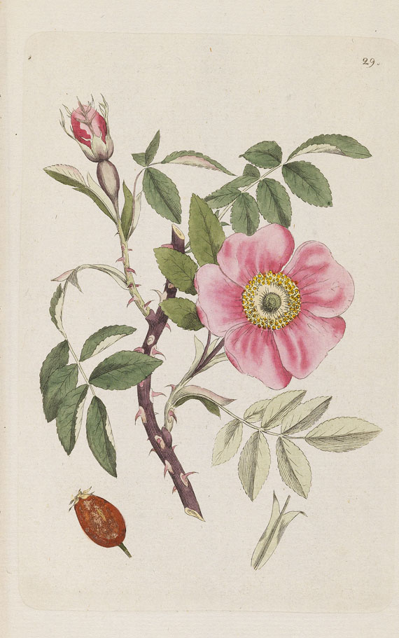Johann Wilhelm Palmstruch - Svensk Botanik. 10 Bde. + 1 Heft 1802 - Autre image