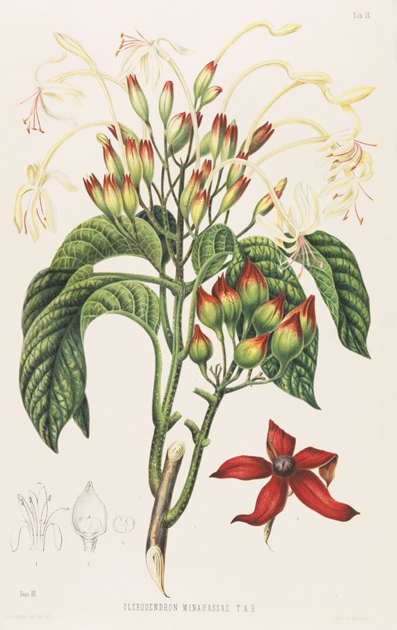 Friedr. A. Wilh. Miquel - Annales musei botanici. 4 Bde. 1863f.. - Autre image