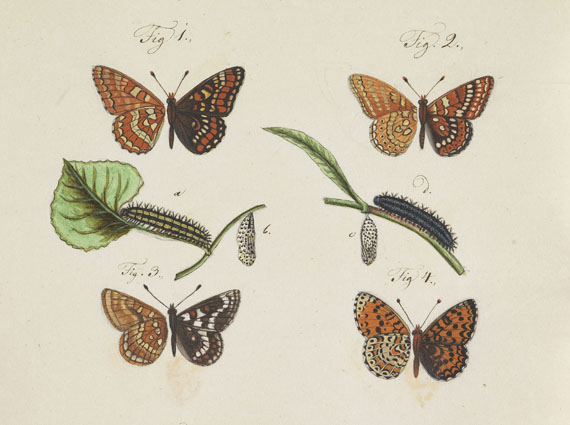   - Slg. ca. 80 Bll. Schmetterlings-Aquarelle. Um 1740-1790. - Autre image