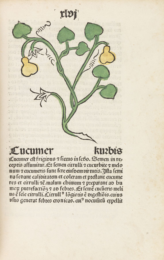   - Herbarius Patavie. 1485. - Autre image