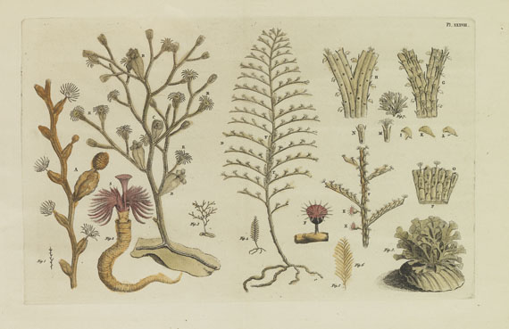 John Ellis - Koraal-Gewassen. 1756 - Autre image