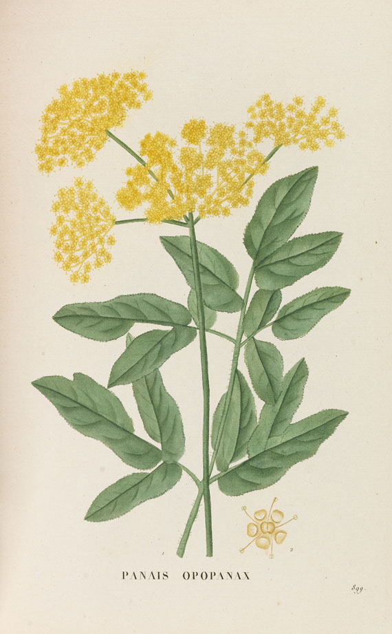 J. H. Jaume Saint-Hilaire - Plantes de la France. 9 Bde. 1808-22 - Autre image