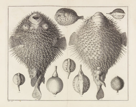Albert Seba - Locupletissimi Rerum Naturalium Thesauri. 4 Bde. - Autre image