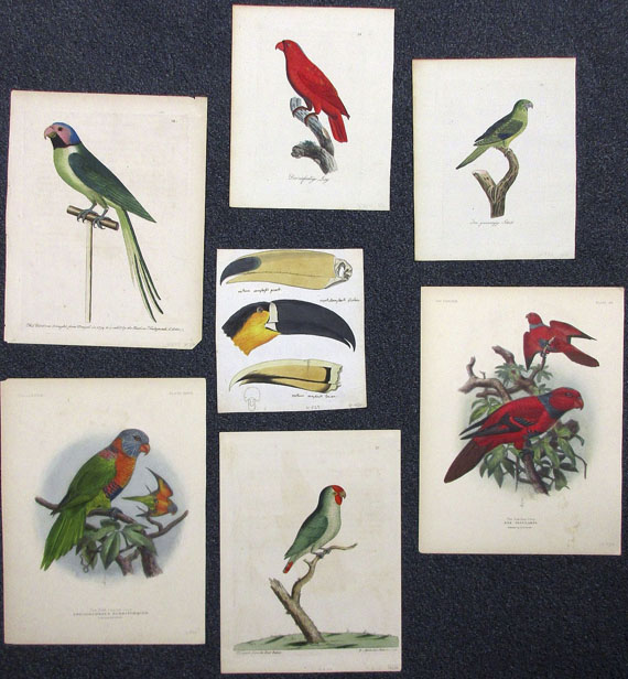  Vögel - Ca. 90 Bll. Papageien, Paradiesvögel, Kolibris. - Autre image