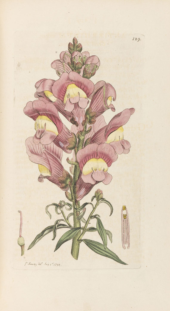 James Sowerby - English botany. 36 Bde. - Autre image