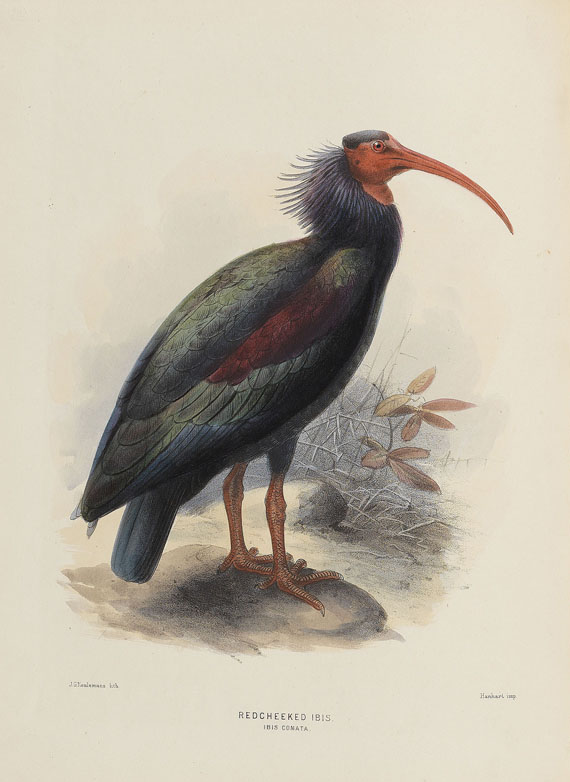 Henry Eeles Dresser - Birds of Europe. 9 Bde. - Autre image