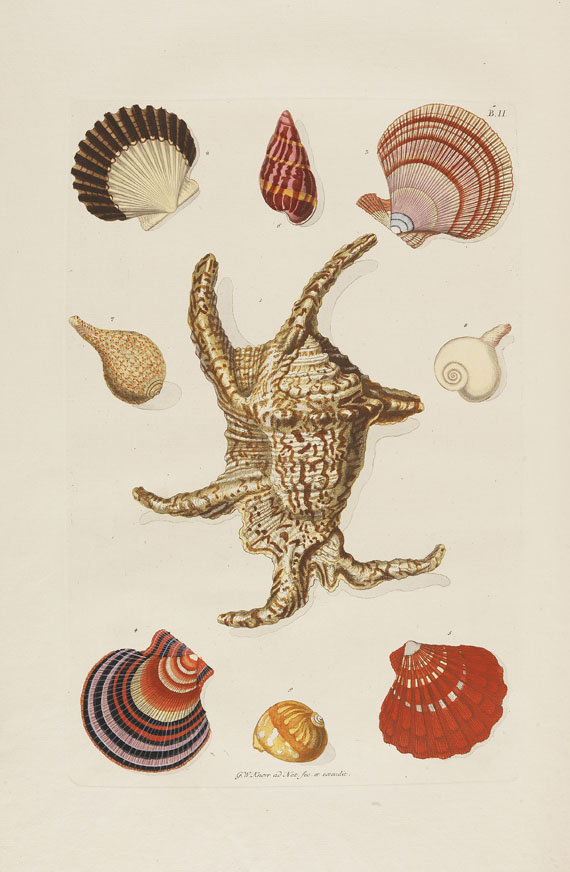 Georg Wolfgang Knorr - Deliciae Naturae Selectae, 2 Bde. - Autre image