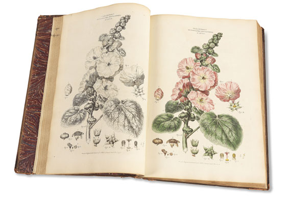 John Miller - Illustratio systematis sexualis Linnaei, 2 Bde. 1770-1780. - Autre image