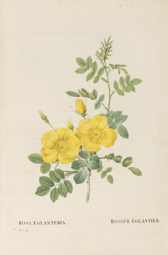 Pierre Joseph Redouté - Les Roses, 3 Bde. 2. Oktavausgabe 1828-29. - Autre image