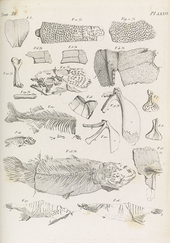 Georges Cuvier - Recherches sur les ossemens fossiles. 7 Bde. - Autre image