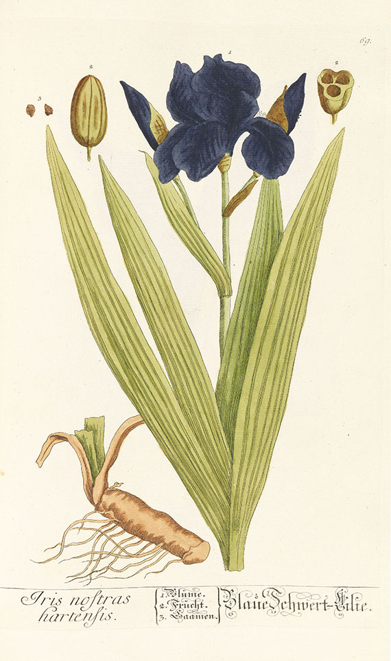 Elisabeth Blackwell - Herbarium, 6 Centurien (Tafeln) in 2 Bdn. - Autre image