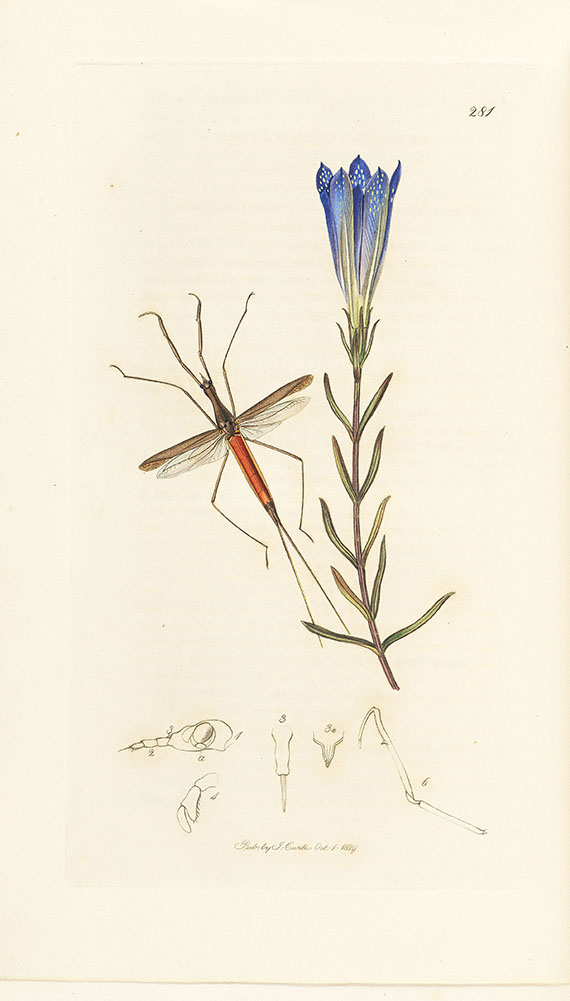 John Curtis - British Entomology, 16 Bände. - Autre image