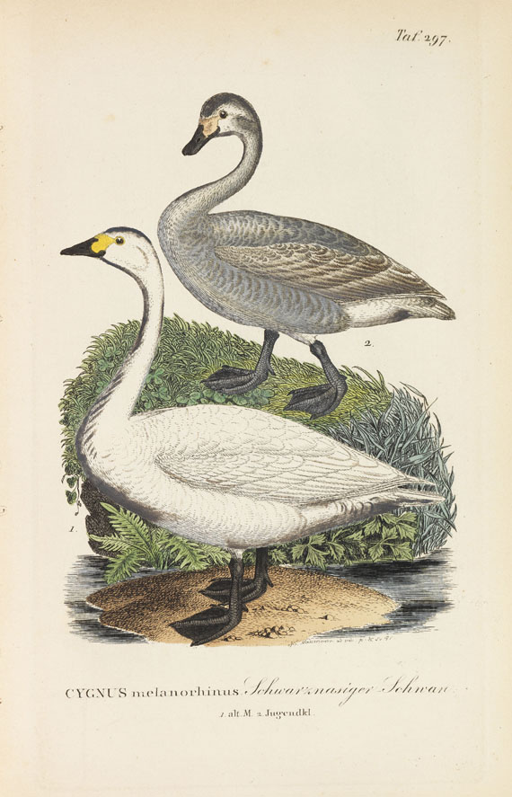 Johann Andreas Naumann - Naumanns Naturgeschichte der Vögel. 15 Bände - Autre image