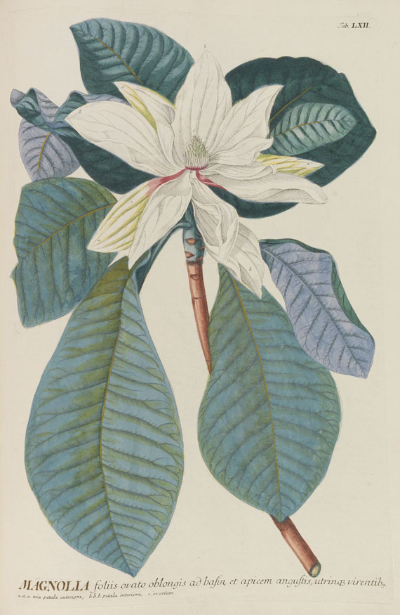 Christoph Jakob Trew - Plantae selectae - Autre image