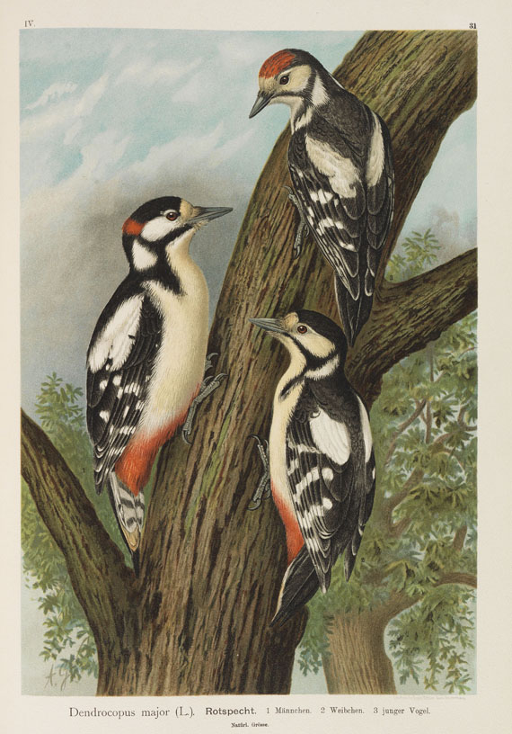 Johann Friedrich Naumann - Naturgeschichte der Vögel. 12 Bände - Autre image