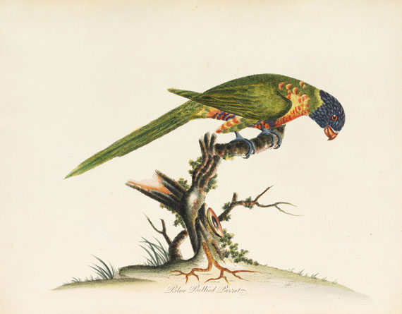 William Hayes - Birds - Autre image
