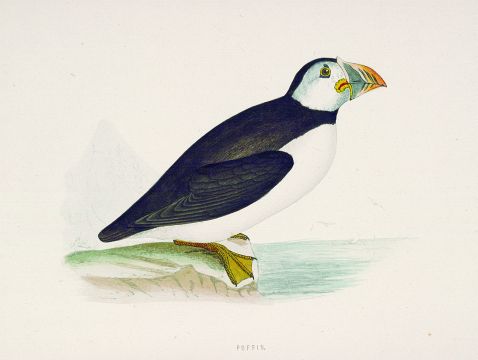 Morris, F. O. - British birds
