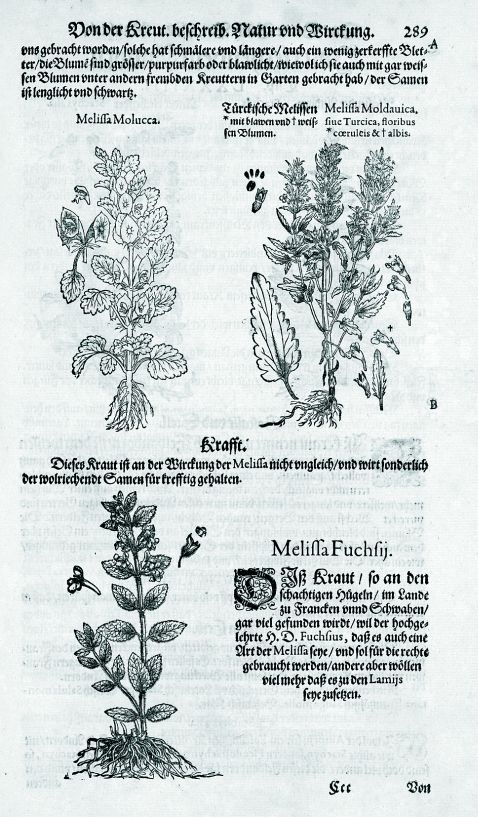 Matthiolus, P. A. - Kräuterbuch 1590