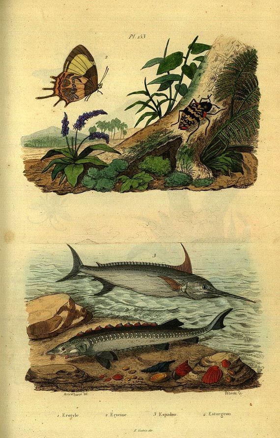   - Atlas dictionnaire hist. naturelle. 2 Bde. Ca. 1850 (19)