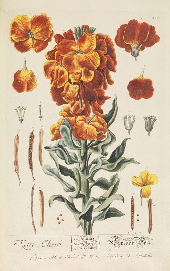 Elisabeth Blackwell - Herbarium Blackwellianum, 6 Bde. 1750. - Autre image