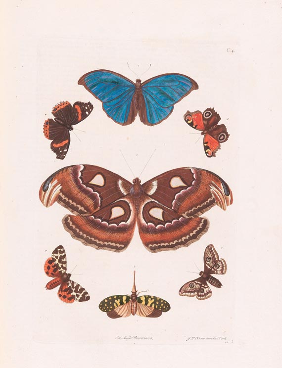 Georg Wolfgang Knorr - Naturalien Cabinet 2 Bde. 1766 - Autre image
