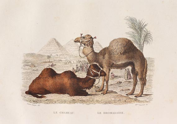 Georges Louis Leclerc comte de Buffon - Oeuvres complètes 8 Bde. 1844 - Autre image