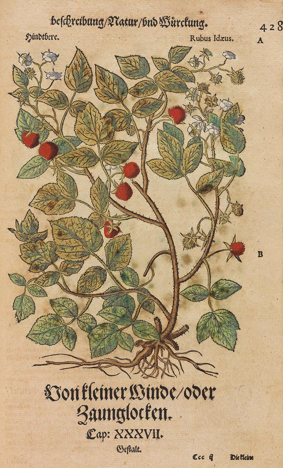 Pietro Andrea Matthiolus - Kräuterbuch 1563 - Autre image