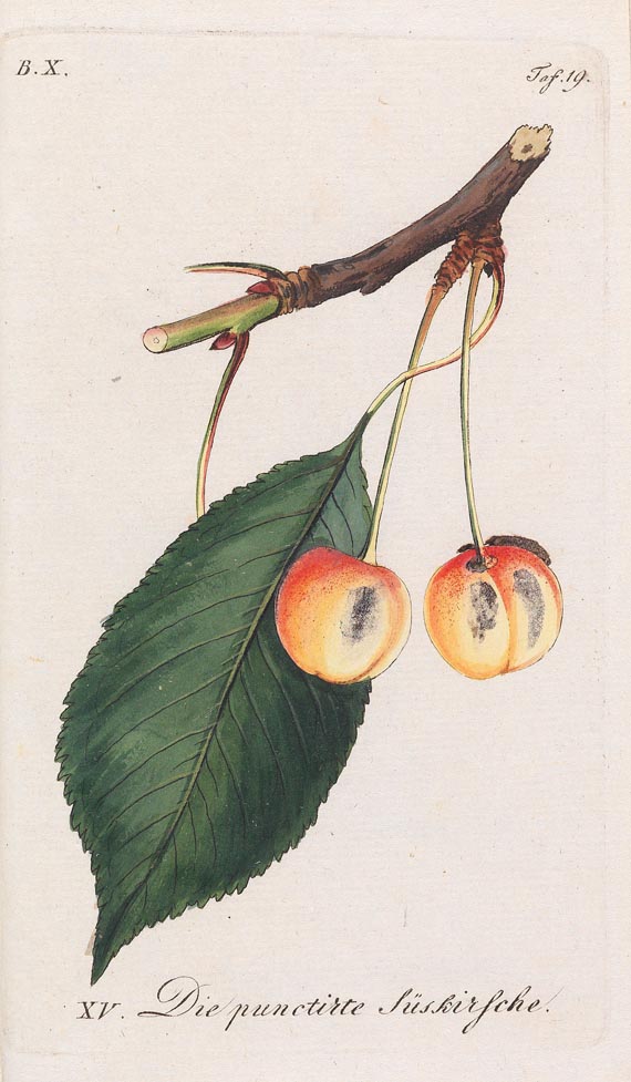 Johann Sickler - Der teutsche Obstgärtner 20 Bde. 1794 - Autre image