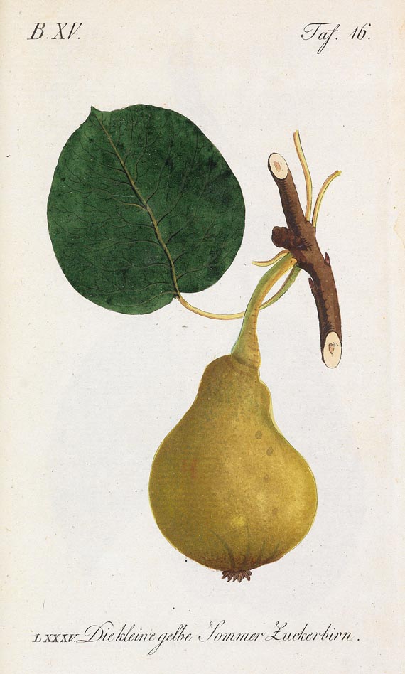 Johann Sickler - Der teutsche Obstgärtner 20 Bde. 1794 - Autre image