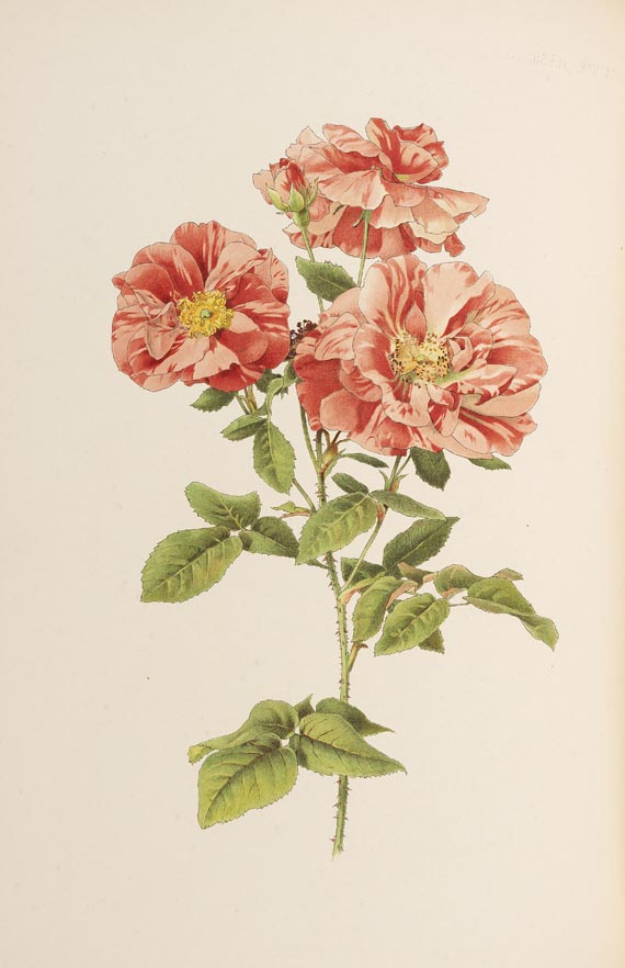 Ellen Willmott - The Genus Rosa, 2 Bde., 1914 - Autre image