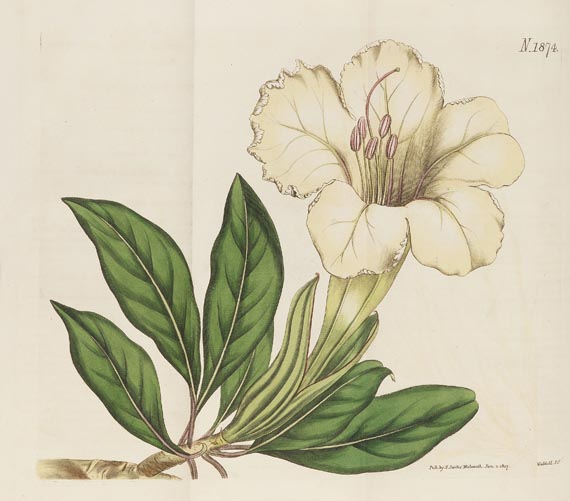 William Curtis - The botanical magazine, 1790-1838. Zus. 66 in 45 Bdn. - Autre image