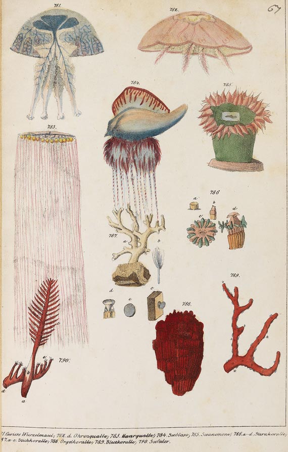   - Die Naturgeschichte. 1831-1842. 6 Bde. - Autre image