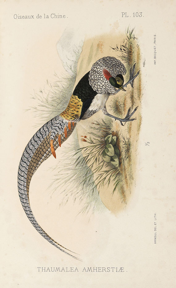 Armand David - Oiseaux de la Chine. 1877. - Autre image