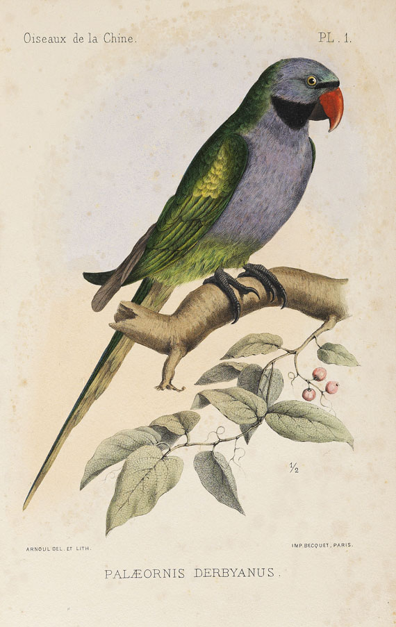 Armand David - Oiseaux de la Chine. 1877. - Autre image