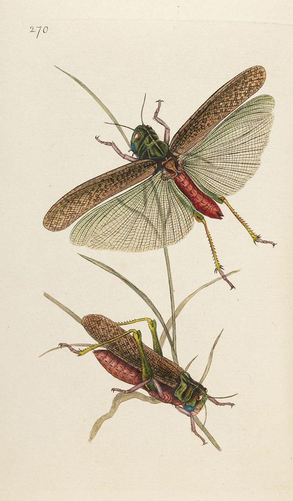 E. Donovan - Natural history of british insects. 8 Bde. 1794-1813. - Autre image